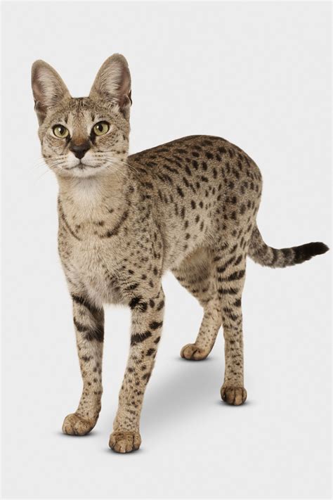 Facts about Savannah cats - Houston Chronicle