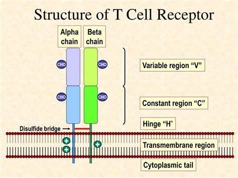 PPT - Major Histocompatibility Complex and T Cell Receptor PowerPoint ...