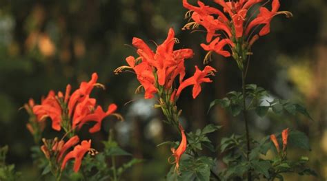 How to Plant, Grow, and Care for Cape Honeysuckle