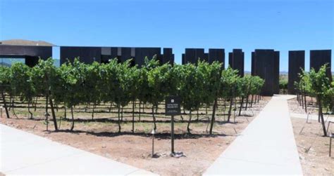 Los Milics Vineyards Sonoita / Elgin, AZ: A Review – Things To Do in ...