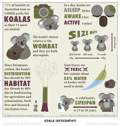 Koala infographic Infographic | Koala craft, Koala, Animal infographic