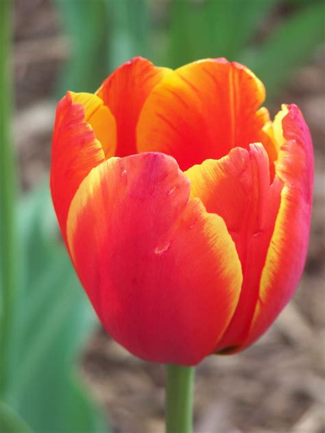 Via My Viewfinder: Red and Yellow Tulip