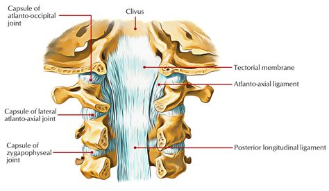 Zygapophyseal Joints (Facet Joints) – Earth's Lab