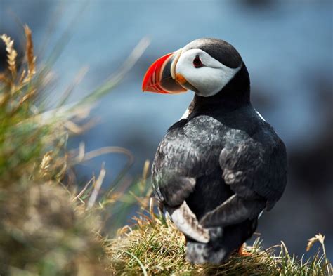 Puffins: The Best Places to See Them in Iceland | Hey Iceland blog