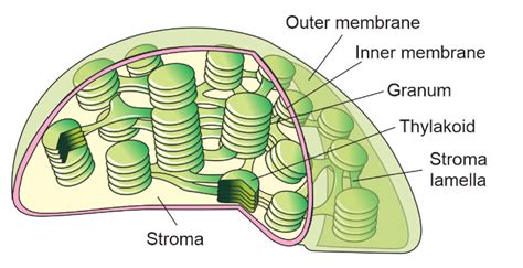 Chloroplast - Definition, Structure, Diagram and Functions