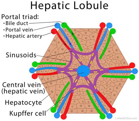 Liver Anatomy, Location And Function | Liver anatomy, Basic anatomy and ...