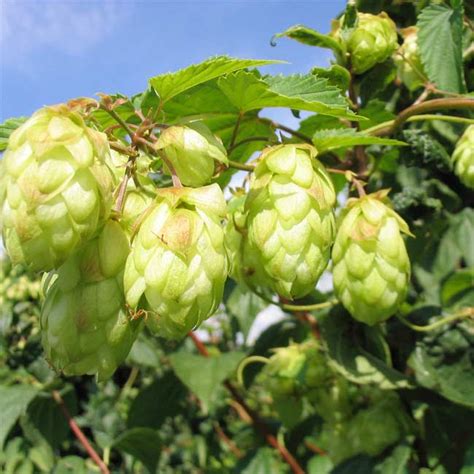 Hops Plant Humulus Lupulus - 50 Seeds - The Brewing beer plant!