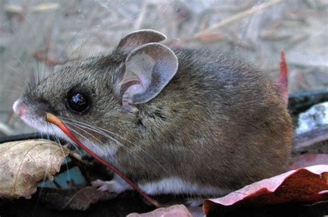 ADW: Peromyscus maniculatus: INFORMATION