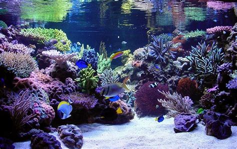 Acuario de agua salada - https://www.depeces.com/acuario-de-agua-salada ...