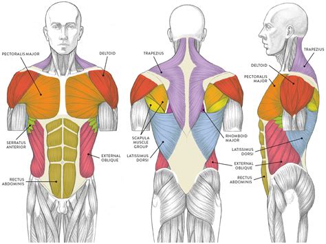 Muscles of the Neck and Torso - Classic Human Anatomy in Motion: The ...