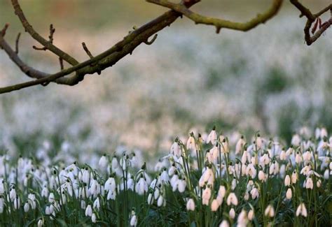 Gardens: Four of the best local places to see snowdrops