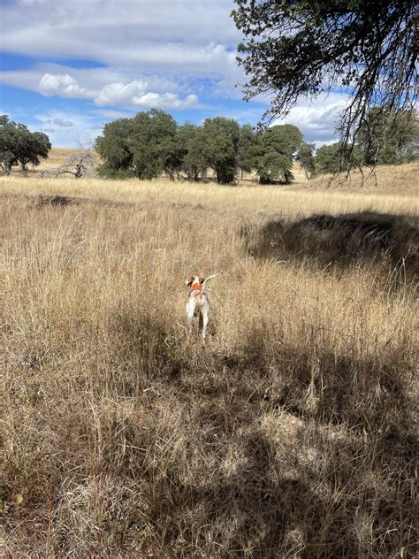 Arizona Quail Season Outlook - Dave Brown Outfitters - Fly-Fishing and ...