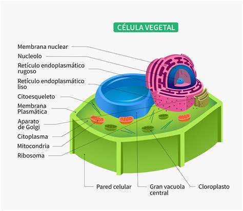 Partes De La Celula Vegetal Y Su Significado Consejos My Xxx Hot ...