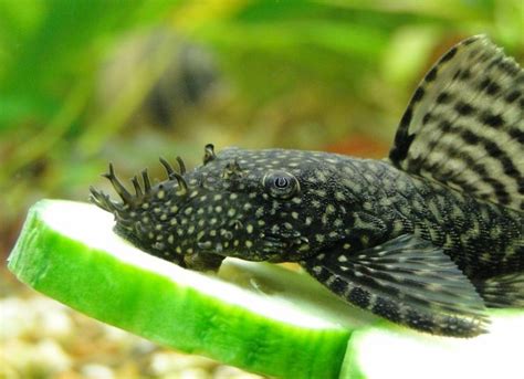 Bristlenose Pleco: Complete Guide To Care, Breeding, Tank Size And ...