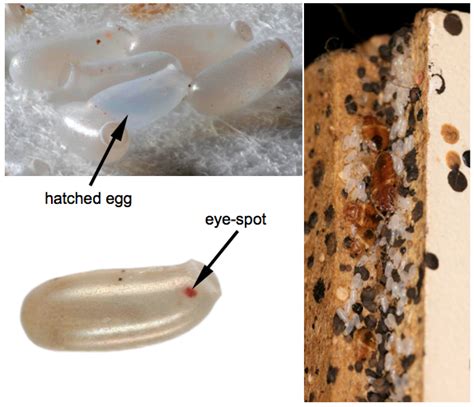 Identification - Bed Bug FoundationBed Bug Foundation