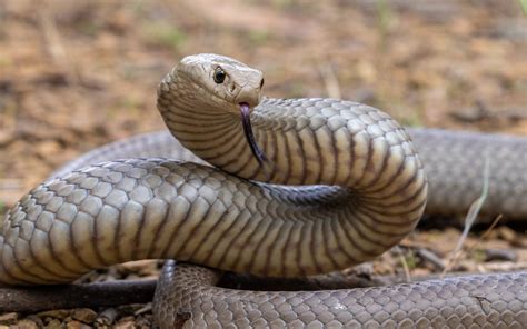 Fact File: Eastern brown snake (Pseudonaja textilis) - Australian ...