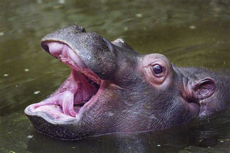 Baby hippo with open mouth | The cute female baby hippo with… | Flickr