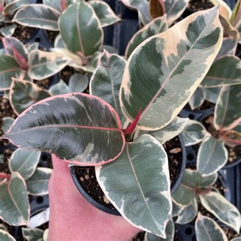 Ficus elastica 'Tineke' - Variegated Rubber Tree (4.5" Pot) | Little ...