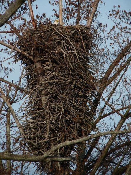 Bald eagles 2020 - Toronto Golf Nuts - Greater Toronto Area Golf Forum