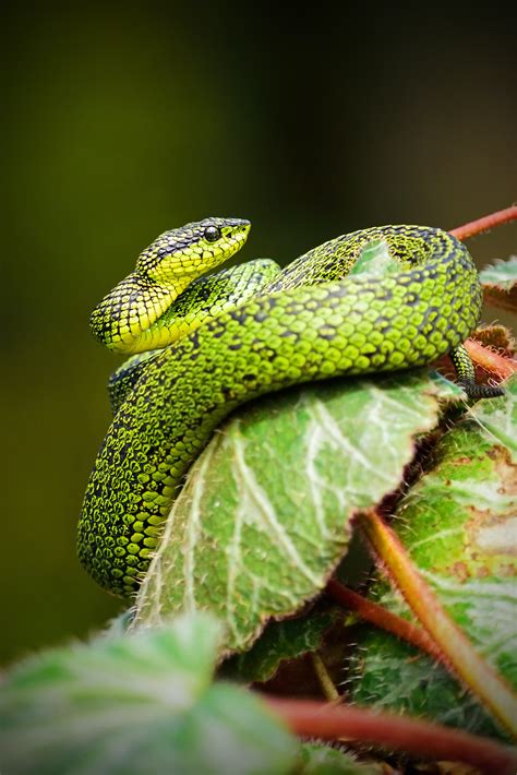 Snake Island of Brazil -or-(Ilha da Queimada Grande ...