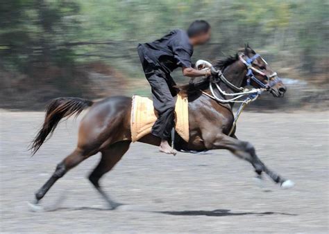 How to ride a horse fast? - Horseback Riding Information and Facts