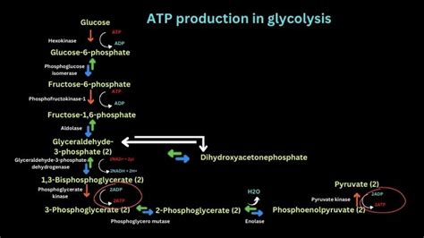 ATP production in glycolysis - Science Query