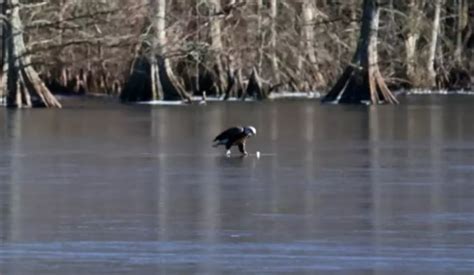 WATCH: Bald Eagle Plays With Golf Ball On Ice