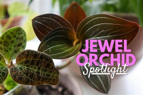 Jewel Orchid 101: How to Grow Real Gems (Varieties & Care)