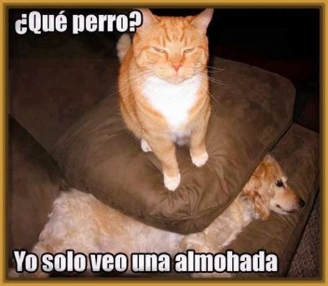 45 imágenes de Gatos y perros con frases chistosas y divertidas