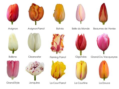 The Amazing French Tulip - Cultivation Of Crops