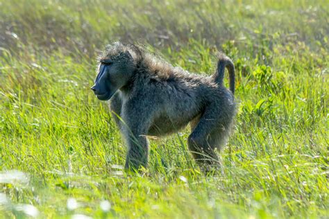 Chacma Baboon (Papio ursinus) | Wildlife Vagabond