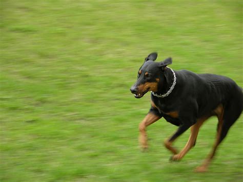 How To Get My Doberman To Stop Attacking Guests