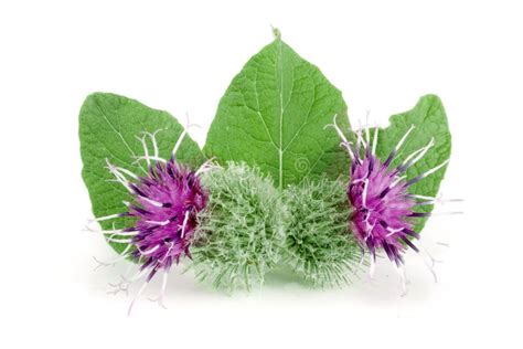 Burdock Flower Isolated On White Background. Medicinal Plant: Arctium ...