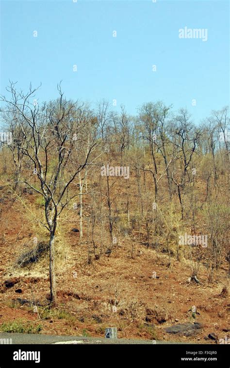 dry forest, district Dang ; Gujarat ; India , asia Stock Photo - Alamy