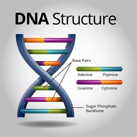 Dna Definition 7th Grade