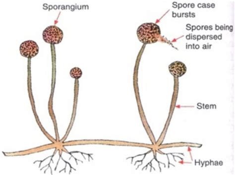 Budding, Fragmentation and Spore Formation - Class 7, Reproduction in ...