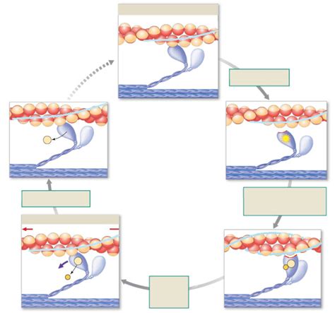 Actin-Myosin ATP Cycle Diagram | Quizlet