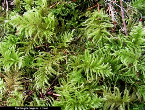 Examples of Bryophytes