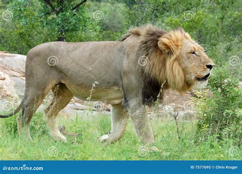 Africa: African Lion Roaring Stock Image - Image of destination ...