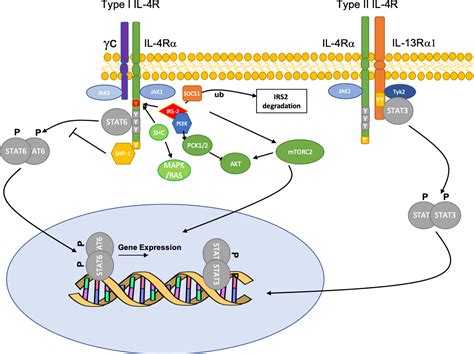 Mechanisms of Dupilumab - Harb - 2020 - Clinical & Experimental Allergy ...