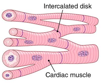 Cardiac Muscle Anatomy - Anatomical Charts & Posters