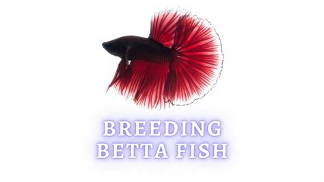 Breeding Betta Fish: Can I Breed Betta Fish in a Bowl?