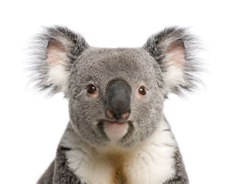 Koalas: Facts About Iconic Marsupials | Live Science