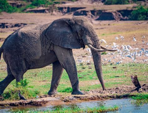 Day 8 – Queen Elizabeth National Park - Womens Travel Club