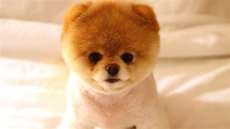 Closeup View Of Puppy Pomeranian Dog HD Dog Wallpapers | HD Wallpapers ...