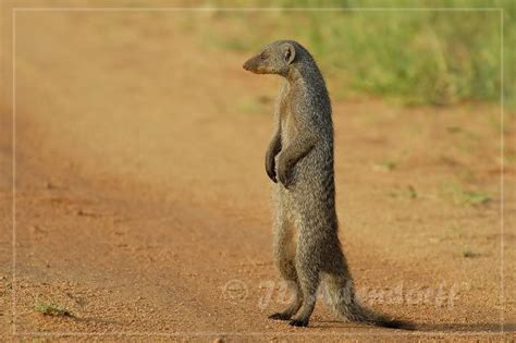 Banded Mongoose Diet - Acquire