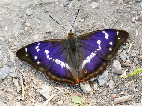 Purple Emperor | Butterfly Conservation