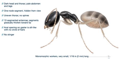 Ghost Ants in House - what attracts them?