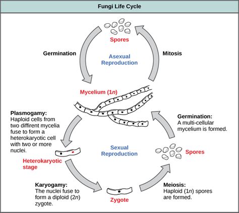 Characteristics of Fungi | Biology I