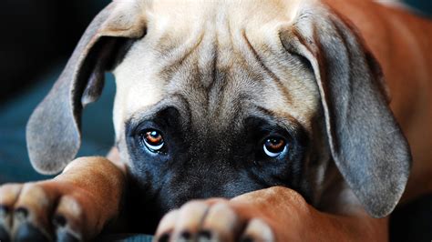 Canines evolved puppy dog eyes to woo human companions | NOVA | PBS